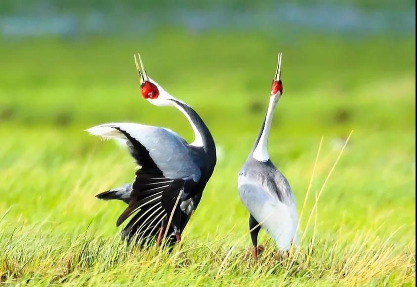 aoa体育视频-盘锦队切记守望先机，精准出击勇往直前的简单介绍