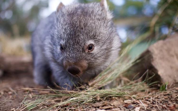 包含塔斯马尼亚联战术调整，关键球员或将首发出战的词条