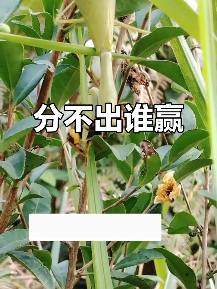 竞争激烈！两队在比赛中难分胜负的简单介绍